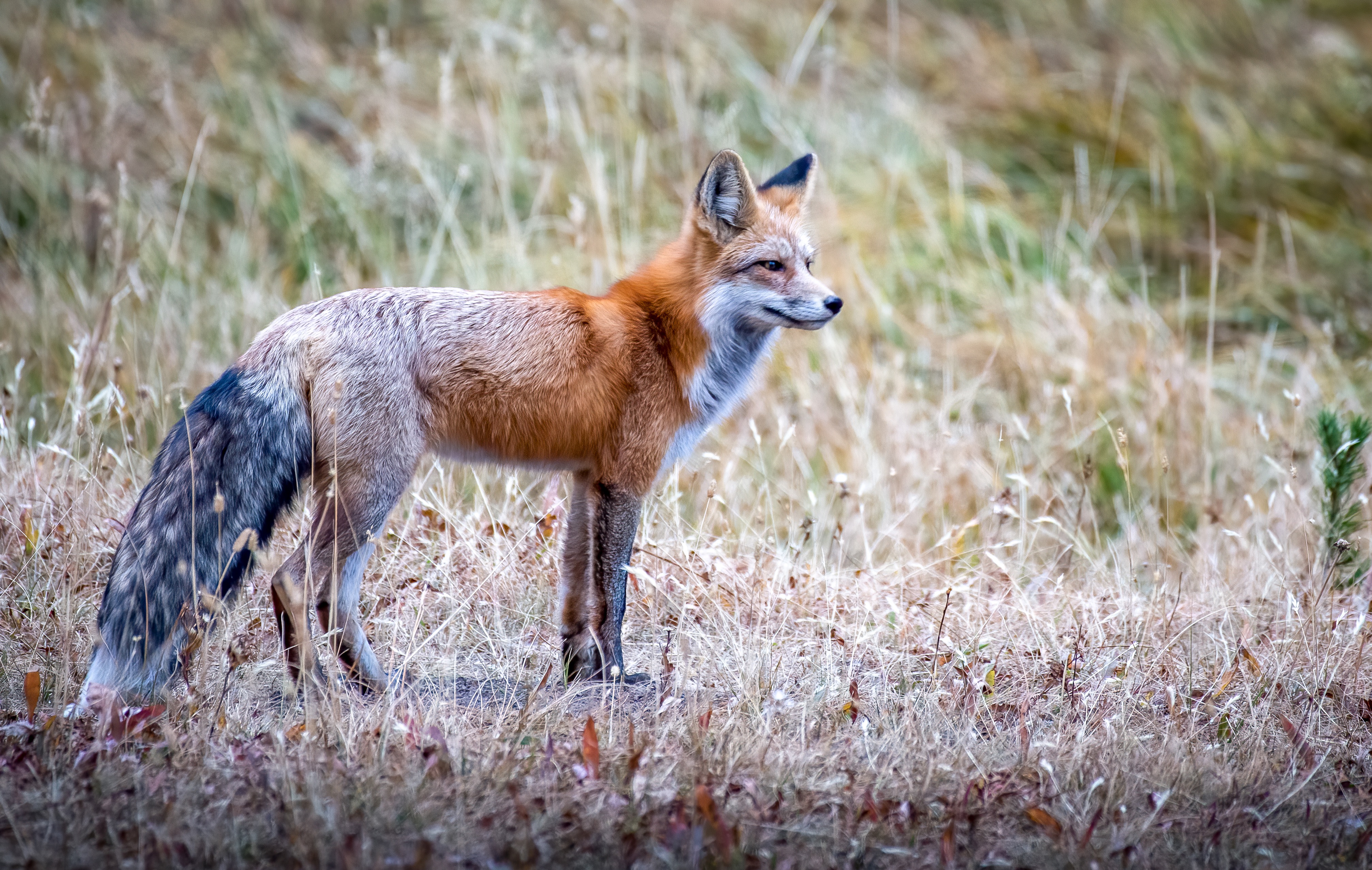 A red fox from Oregon stands in a field