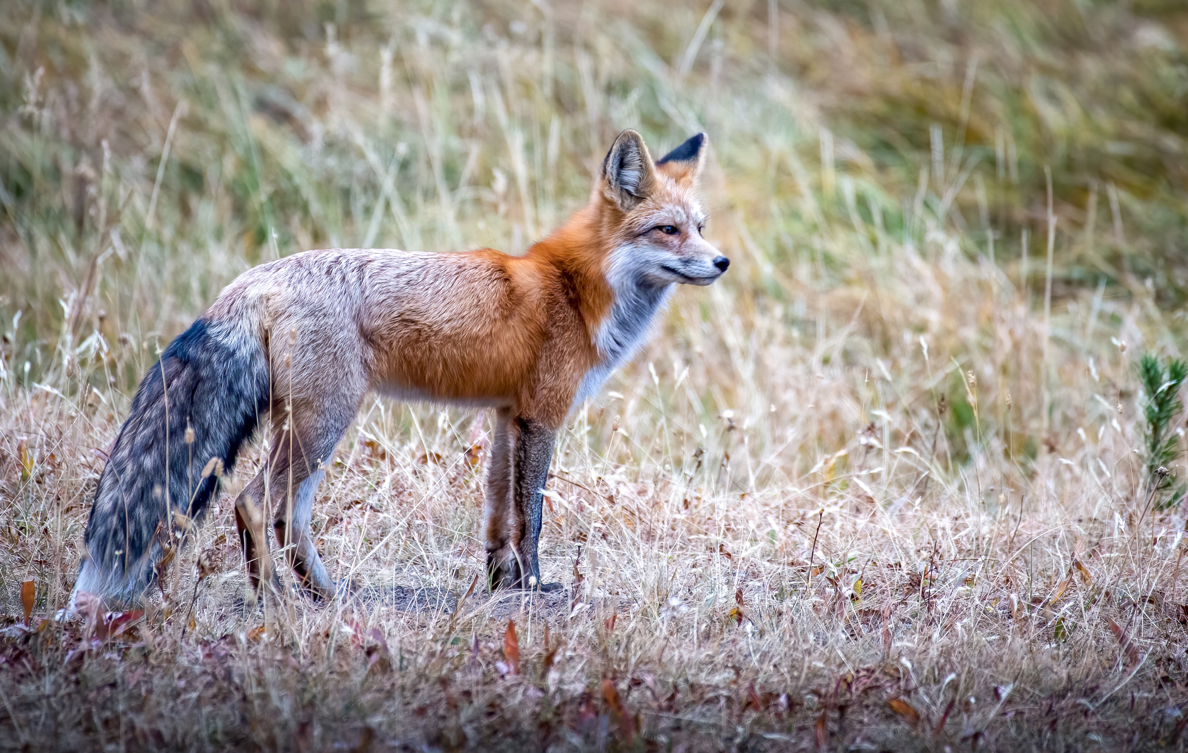 Genetic Rescue for Rare Red Foxes? | UC Davis