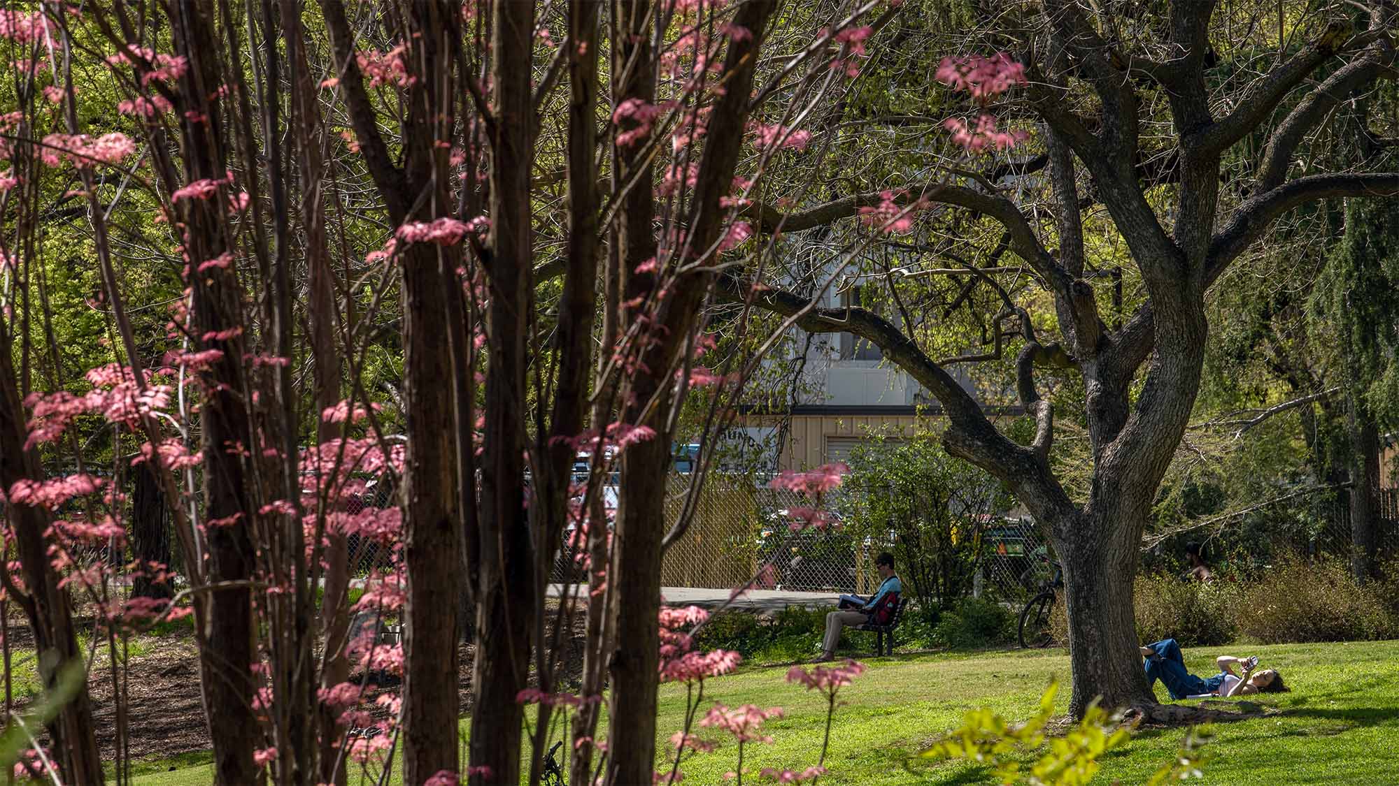 People study in the arboretum.