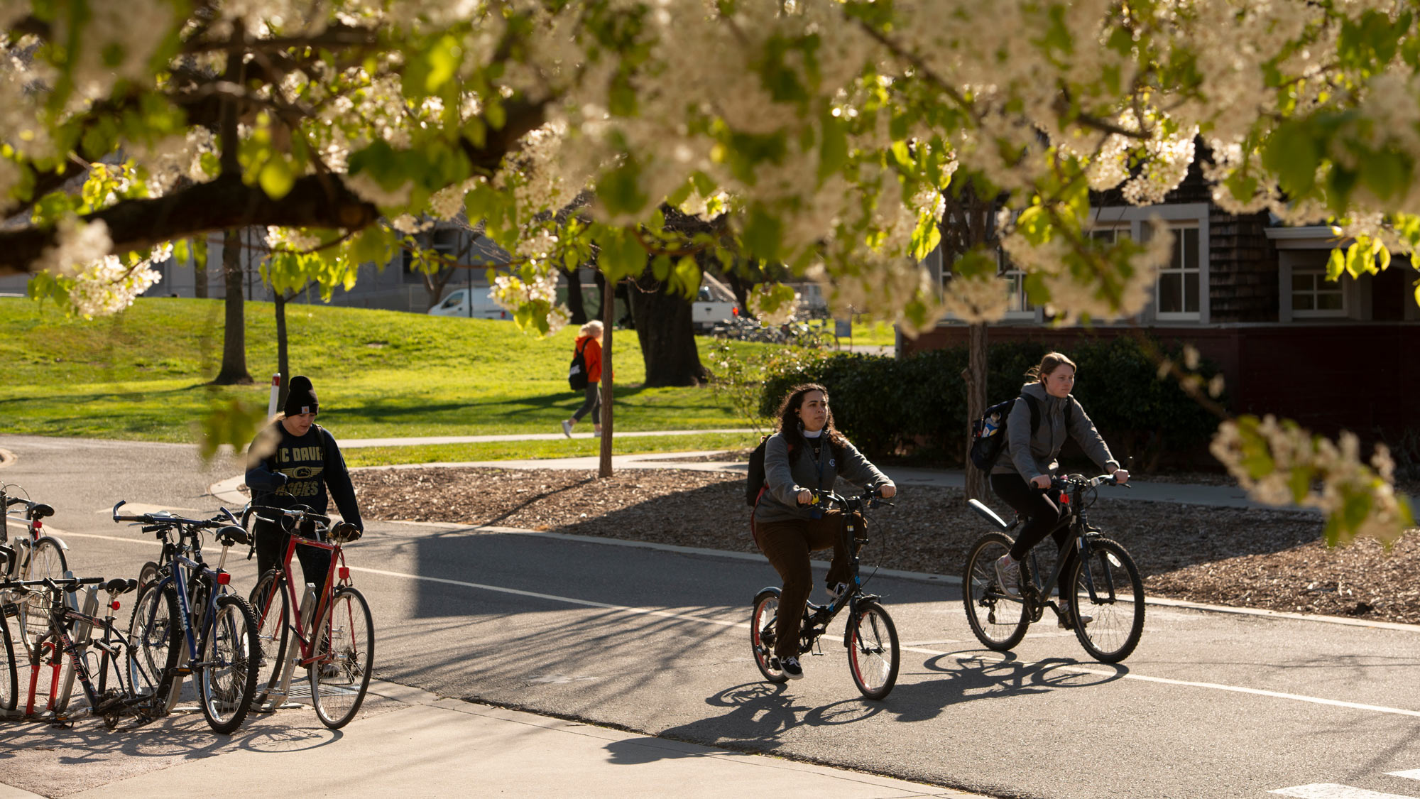 Bicylists ride under blossoming tree