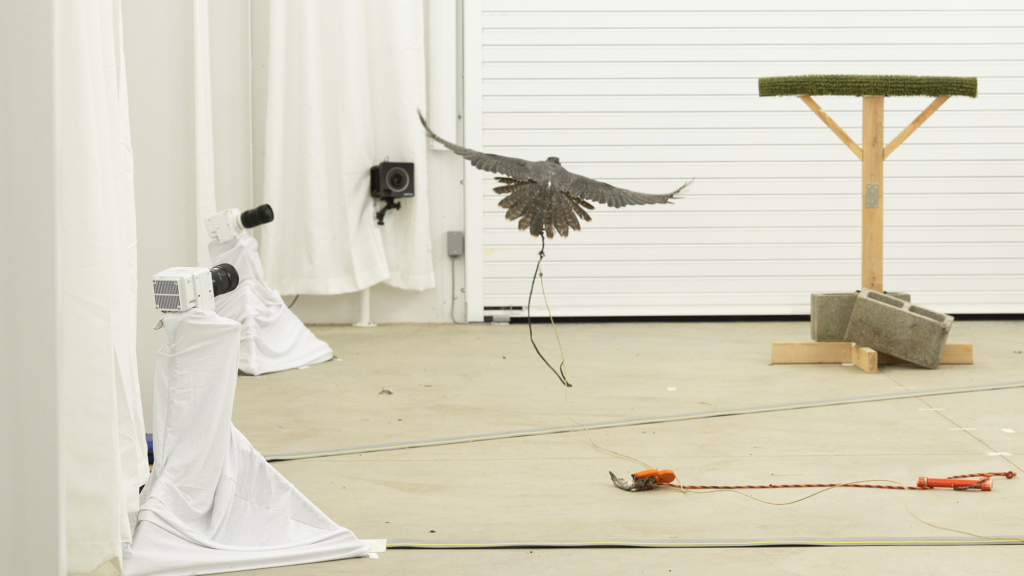 A bird flying in a spacious indoor area with white curtains and a wooden perch.