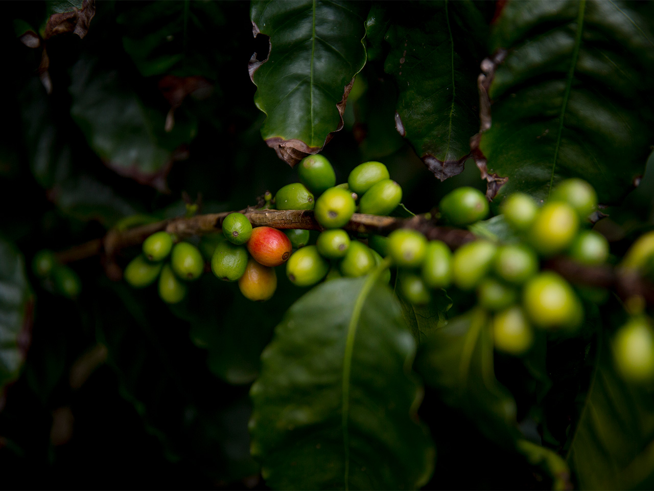 A closeup shot of a bunch of green coffee cherries on a branch, a couple of which are turning red.