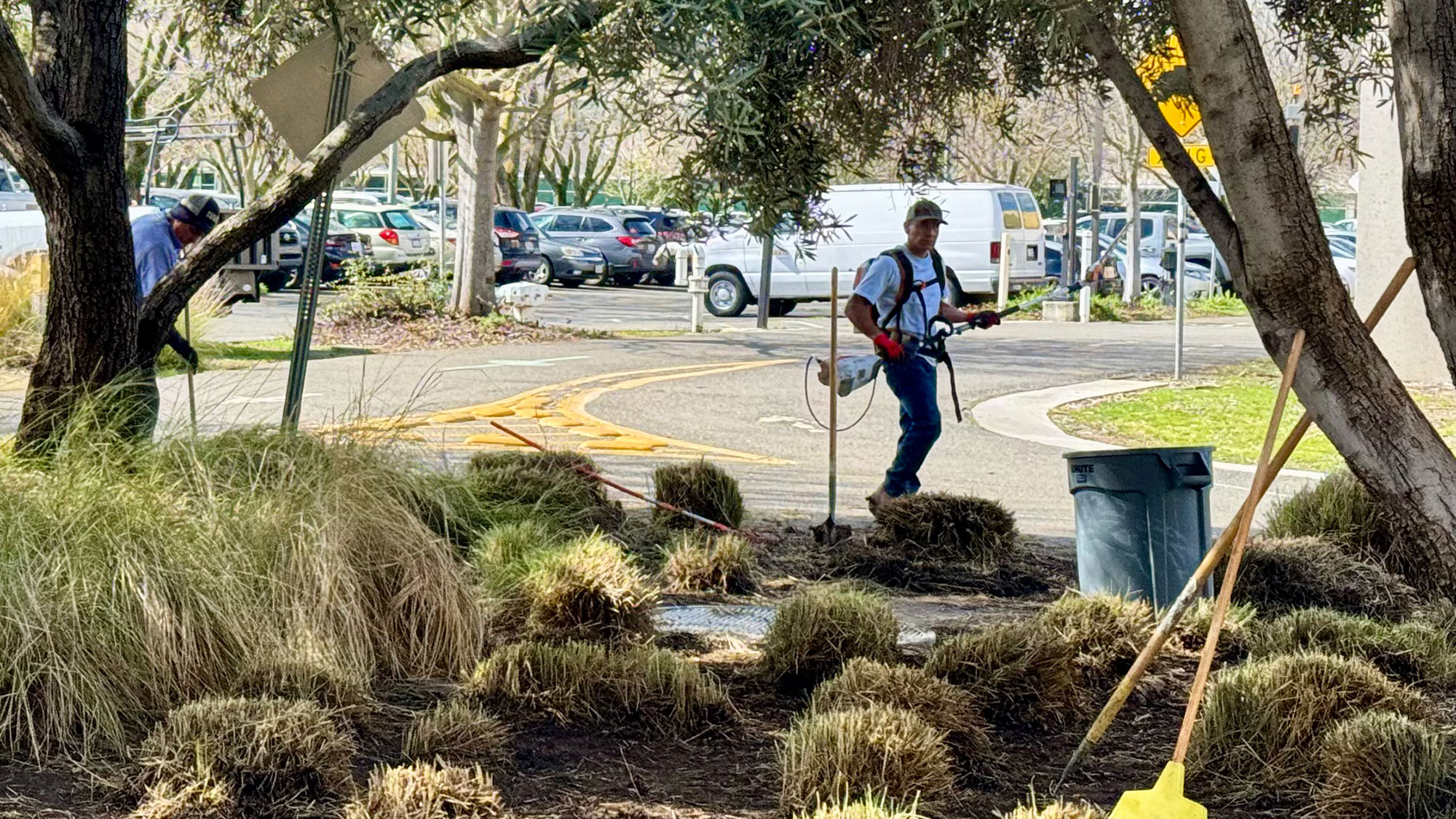 Person walking on sidewalk beside landscaped median with trees and parked cars