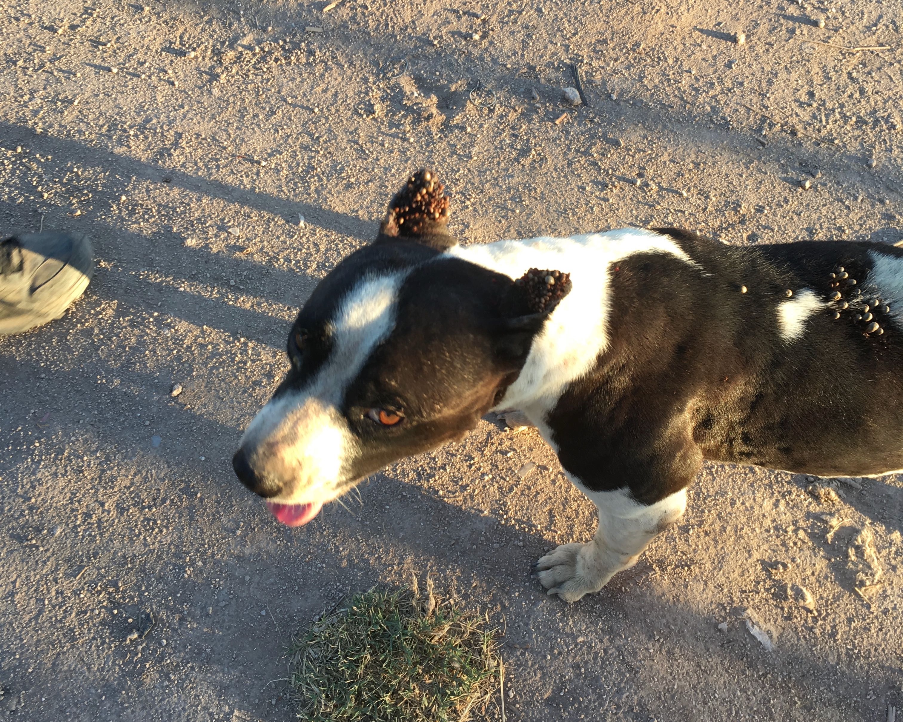 black and white dog with large ticks on its ears and back