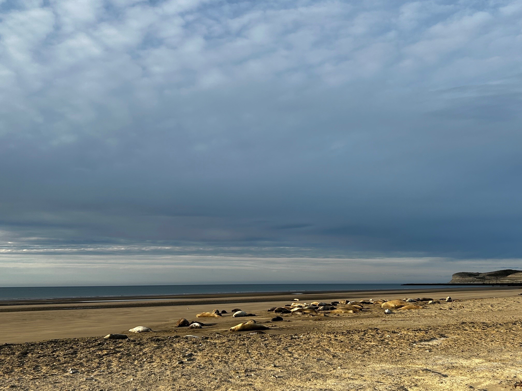 a harem of elephant seals lie along a beach in Argentina in Fall 2024