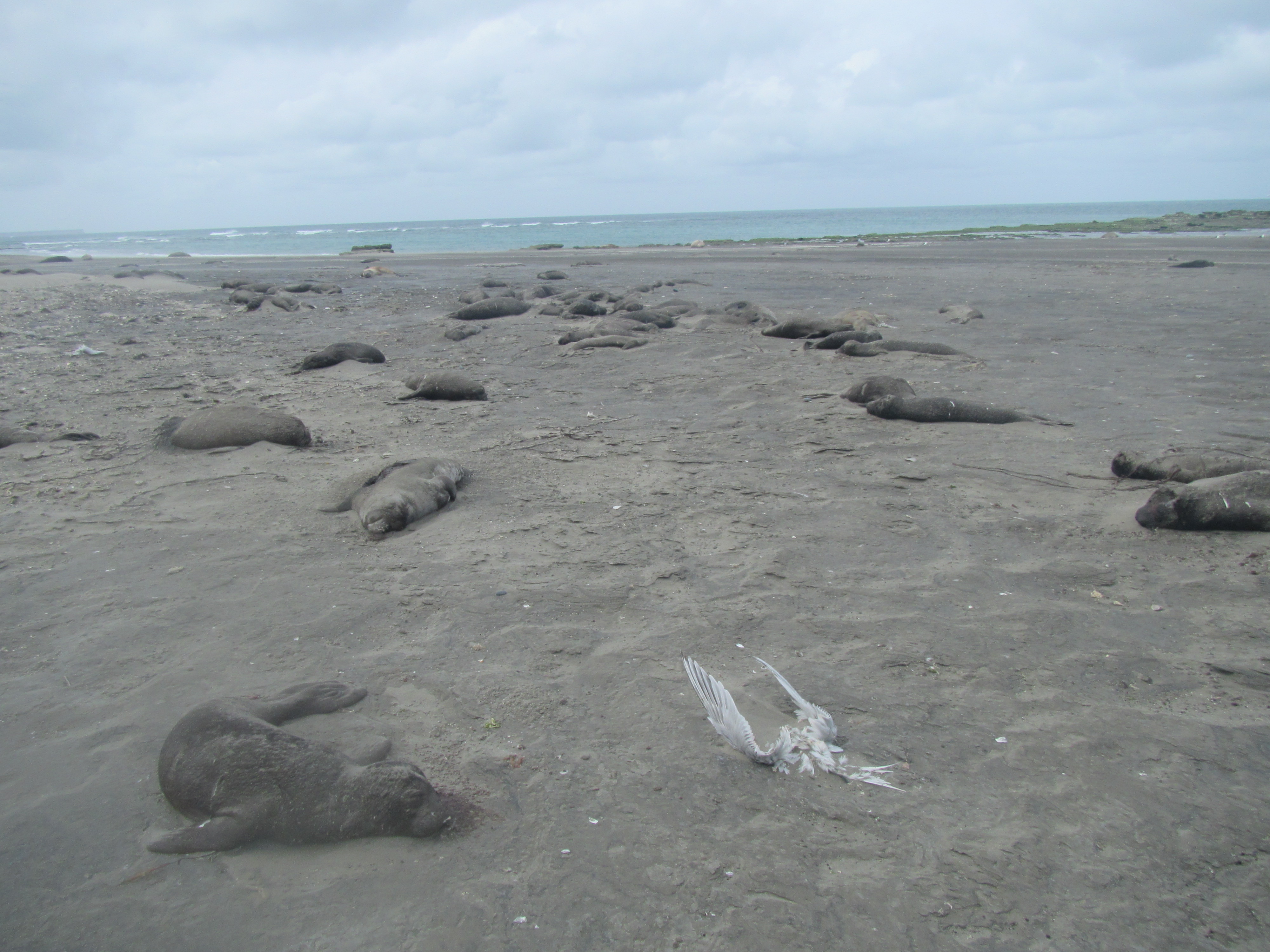 Dead elephant seals and white bird carcass line beach on Argentina