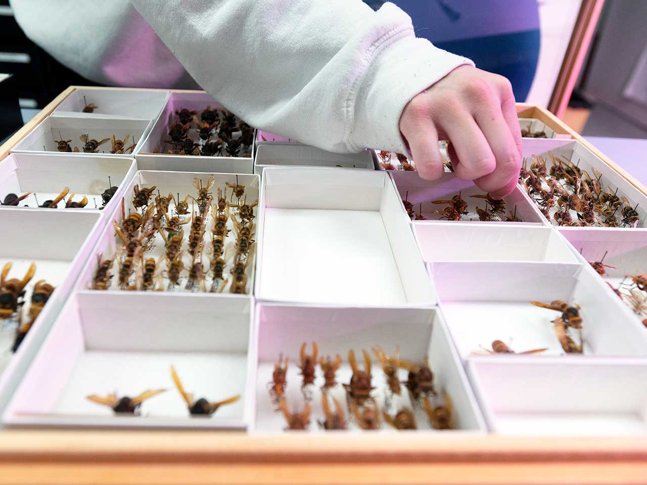 A grad student grabs pinned killer hornets from their white display boxes to move them.
