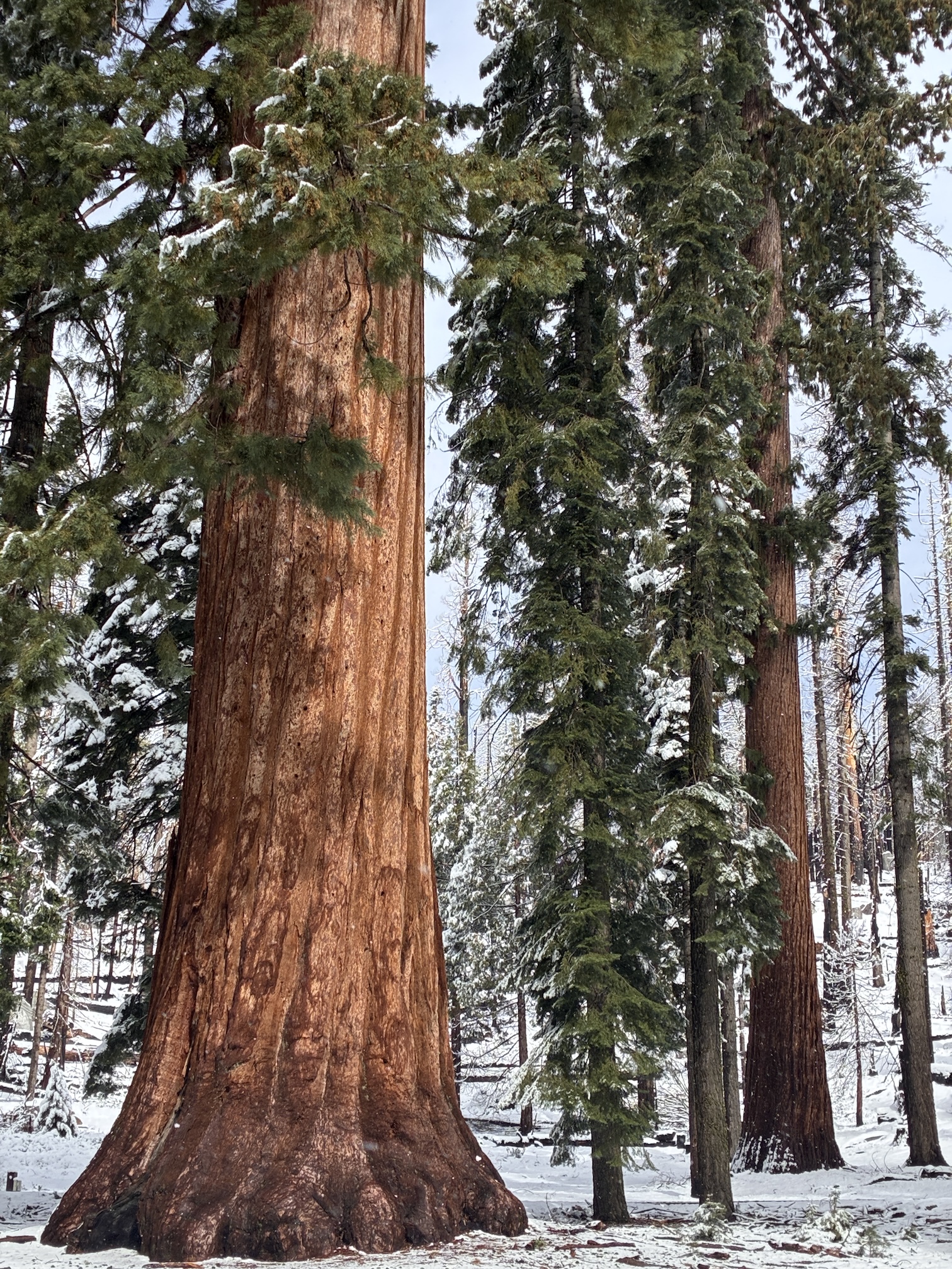 Massive sequoia trunk amid tall snow-dusted pine trees in a winter forest