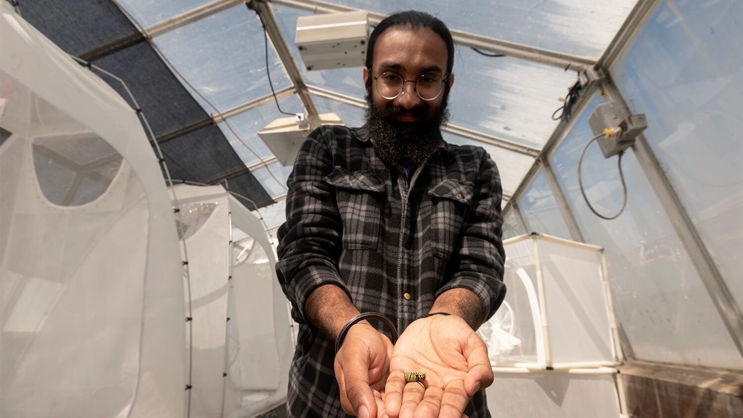 PJ Singh checks the monarch egg hatchery in the greenhouse milkweed plots.