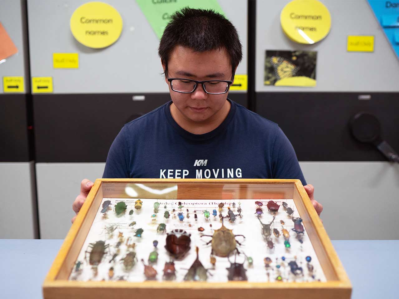 Entomology major Kaitai Liu looks down at an insect display he's holding.