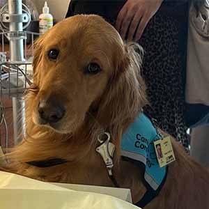 Golden retriever at hospital bedside