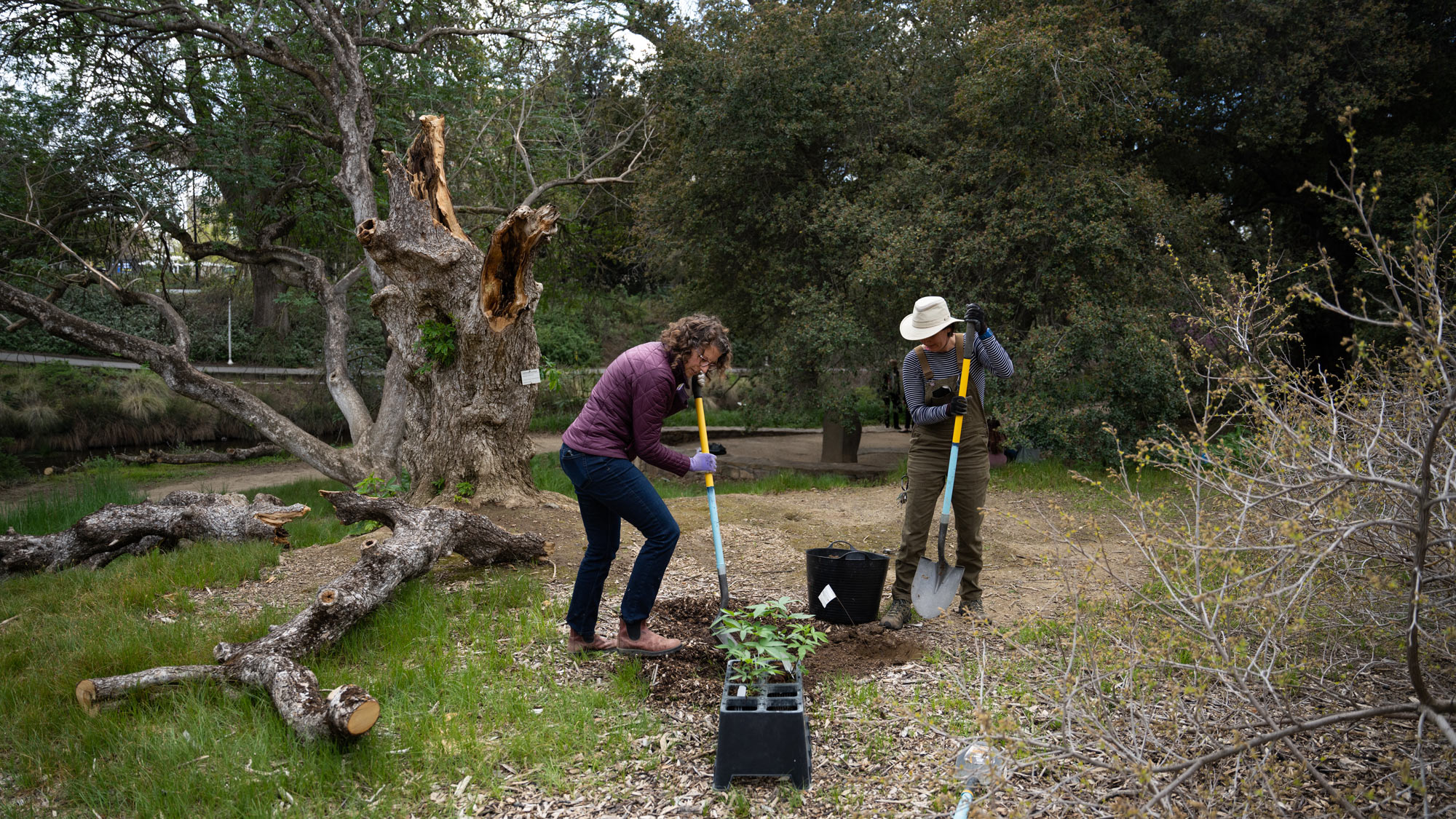 Two women dig holds for plantings