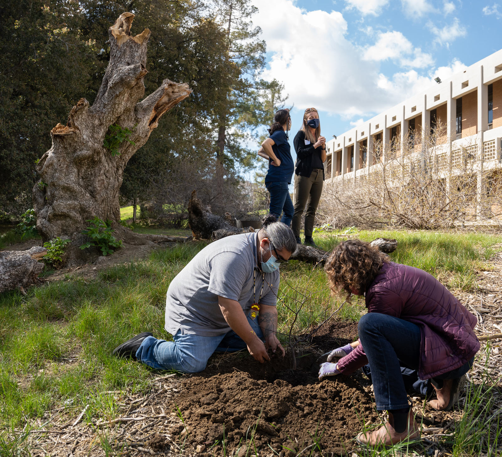 Man and woman plant western rosebud tree