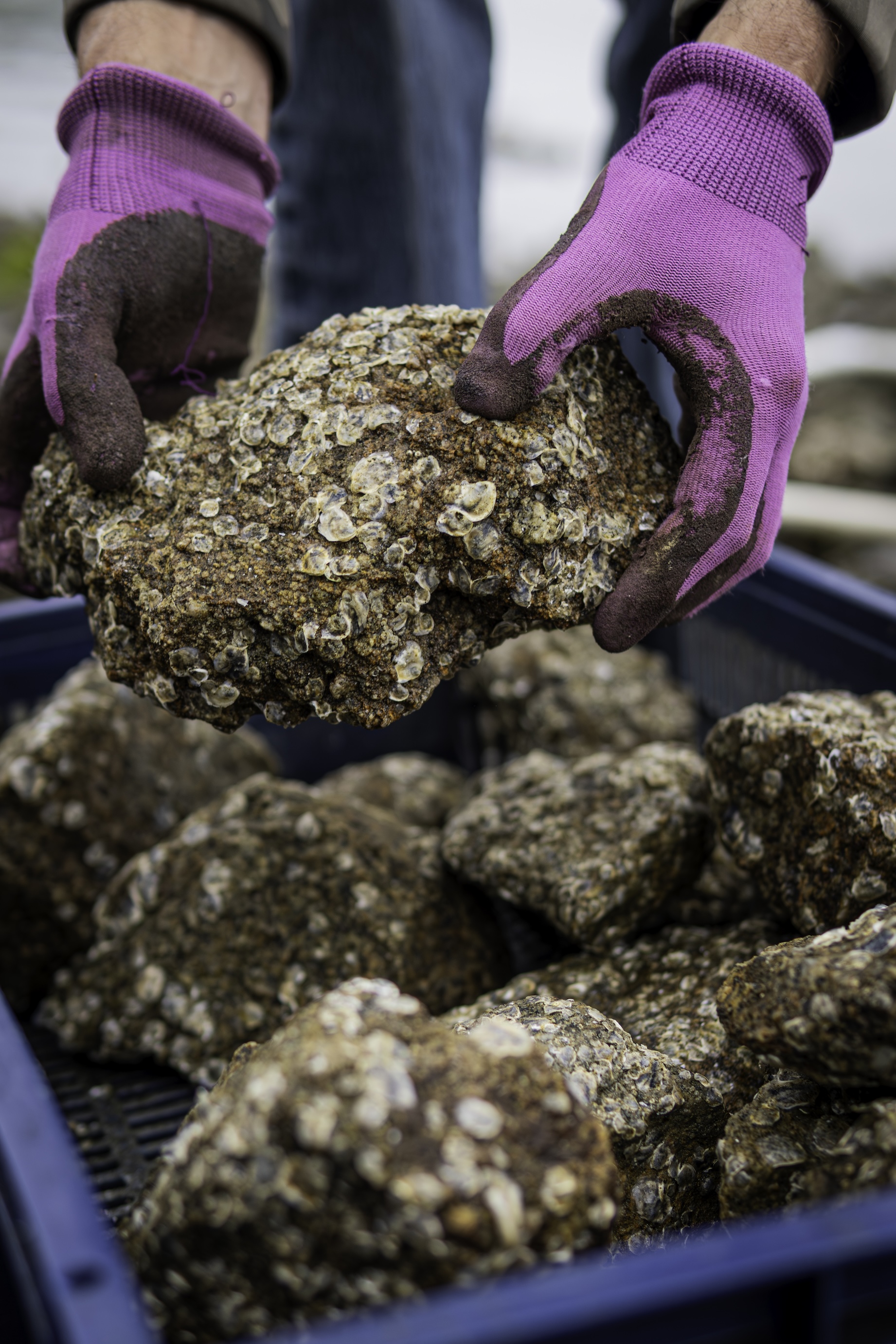 A researcher wearing heavy work gloves holds up a large, rough rock covered in tiny, juvenile Olympia oysters