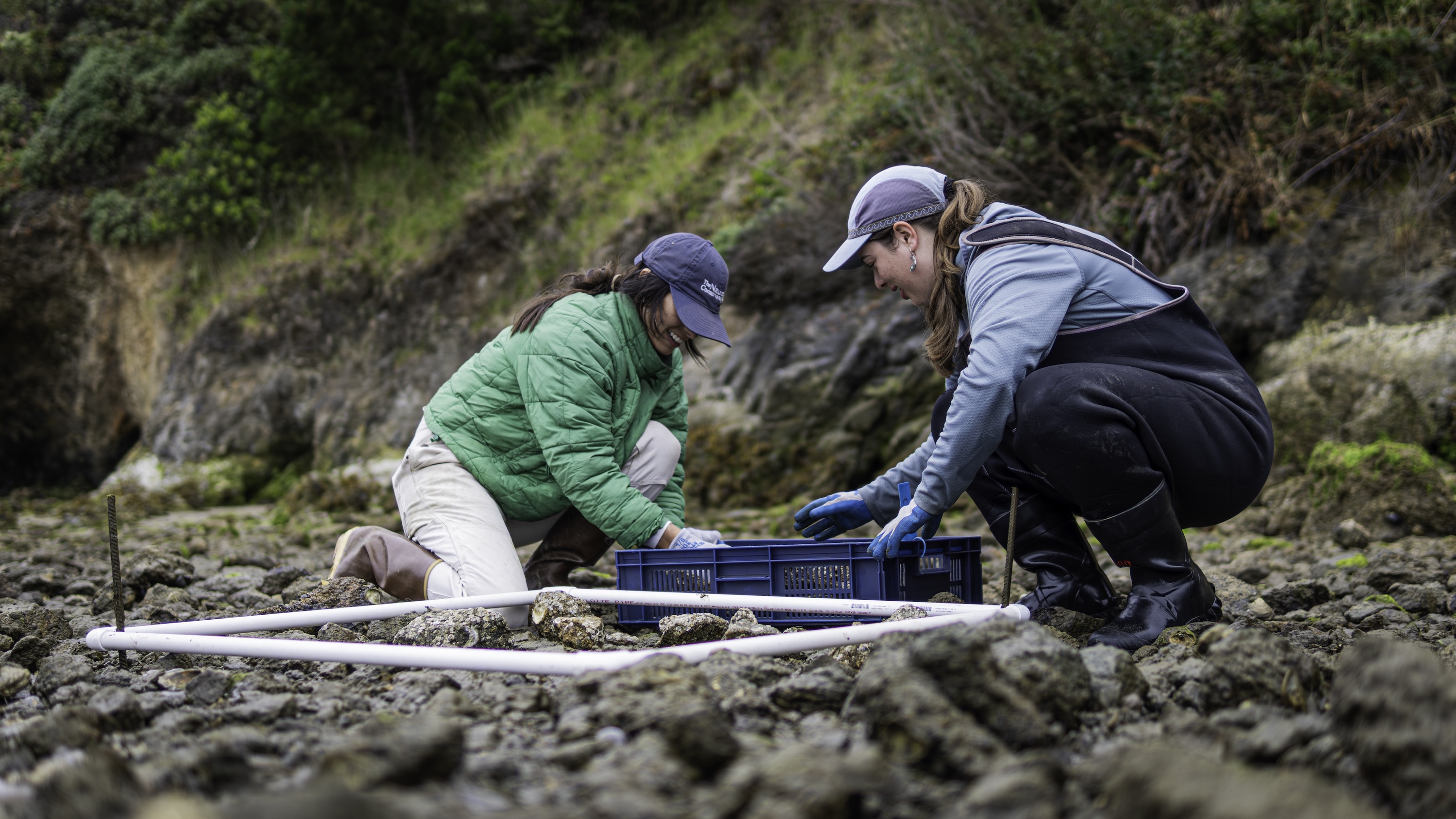 Two researchers in outdoor weather gear kneel on a rocky shore, moving oyster-covered rocks from a crate into a white PVC quadrat frame.