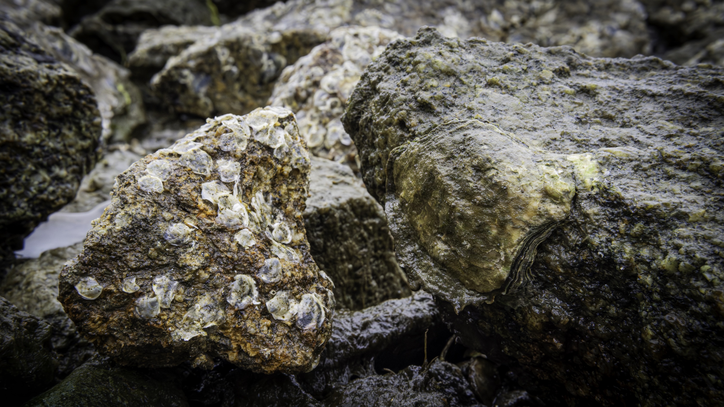 Close-up comparing two rocks: one clustered with numerous small juvenile oysters and another with one large adult oyster.