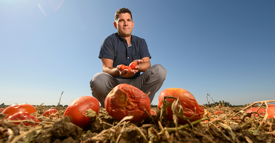 ned spang in tomato field