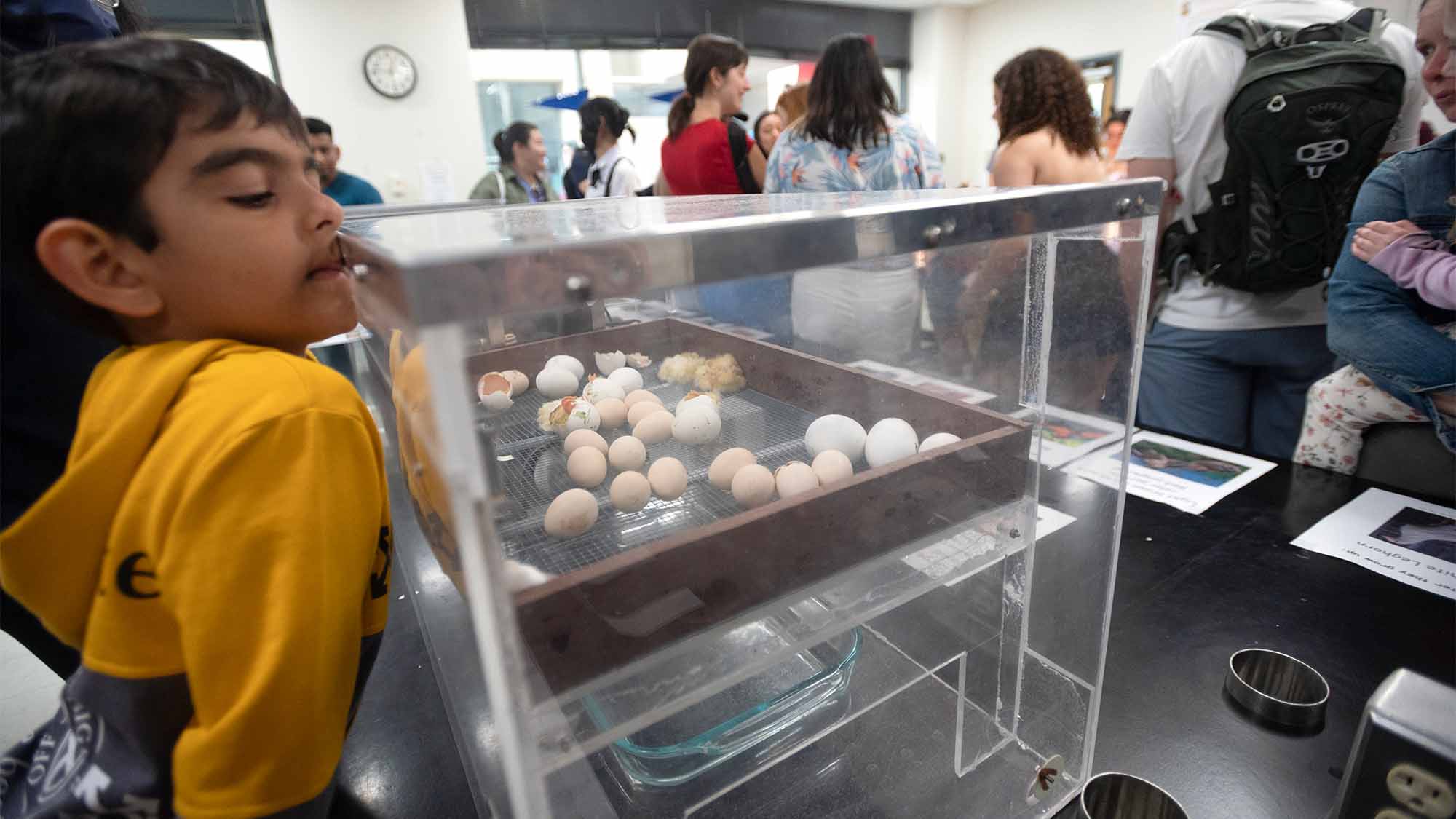 Person watches chicks hatch