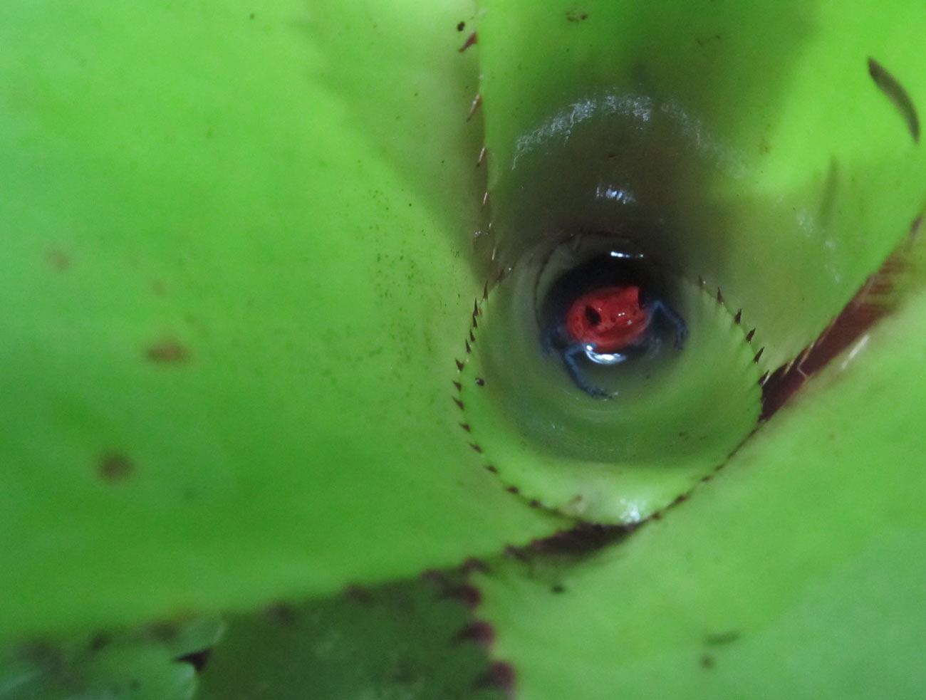 frog in plant