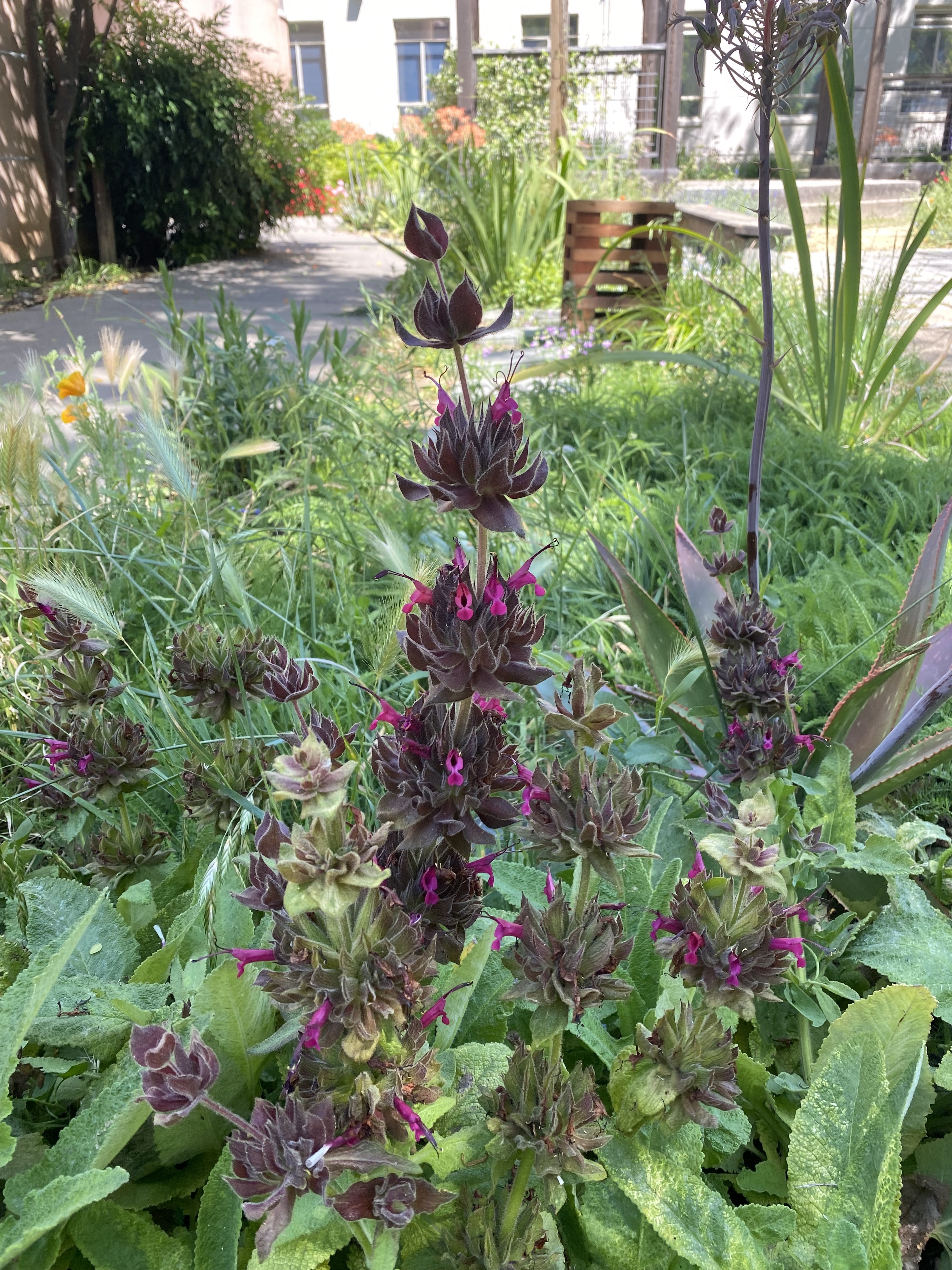 hummingbird sage in the Hunt Hall courtyard at UC Davis