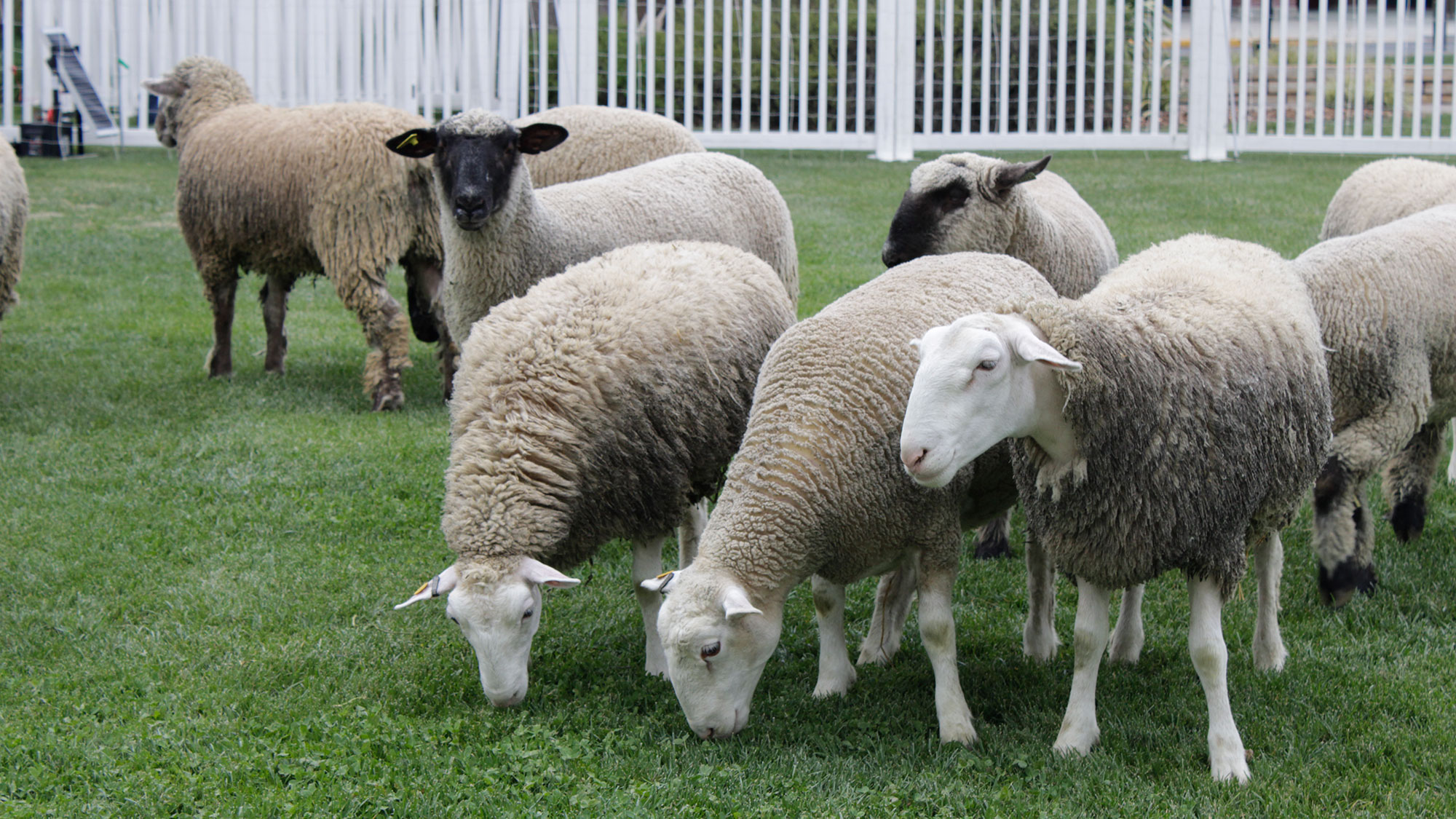 Woolly sheep grazing on green lawn near a white fence