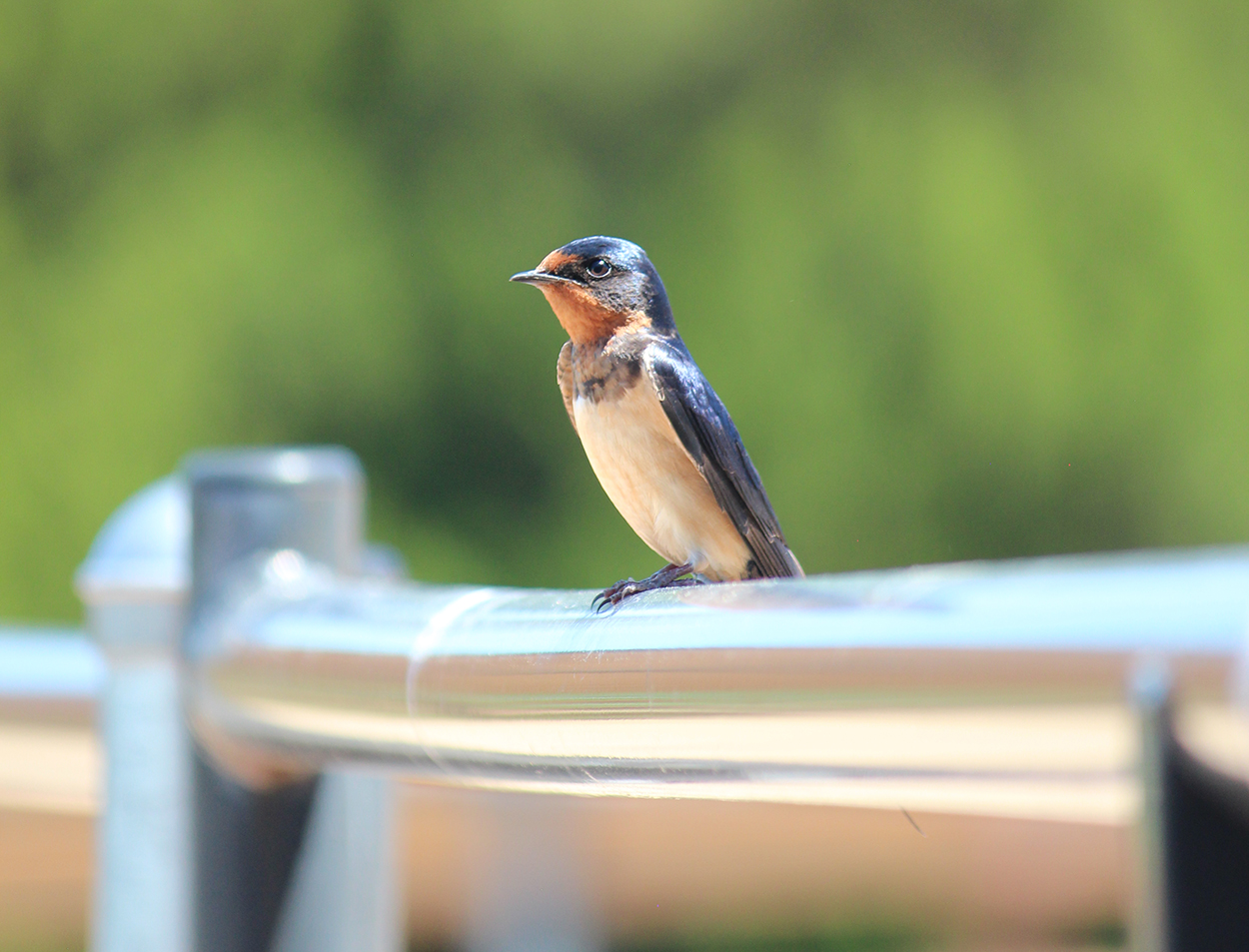 Swallow with rust-colored throat perched on metal railing, blurred green background.