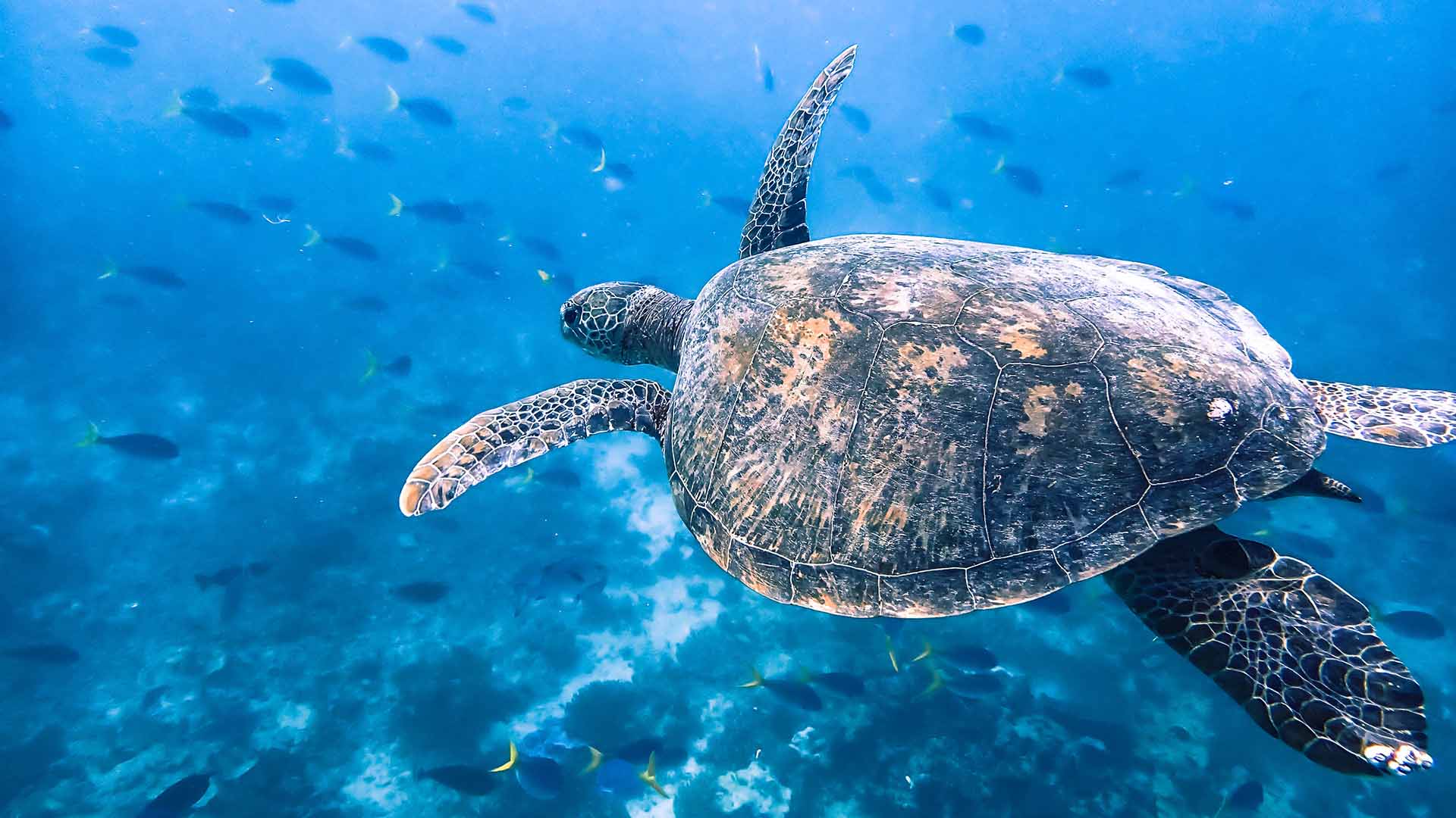 A large sea turtle swimming gracefully in clear blue water, surrounded by small fish in the background. The turtle’s shell displays intricate patterns and textures, illuminated by the sunlight filtering through the water.