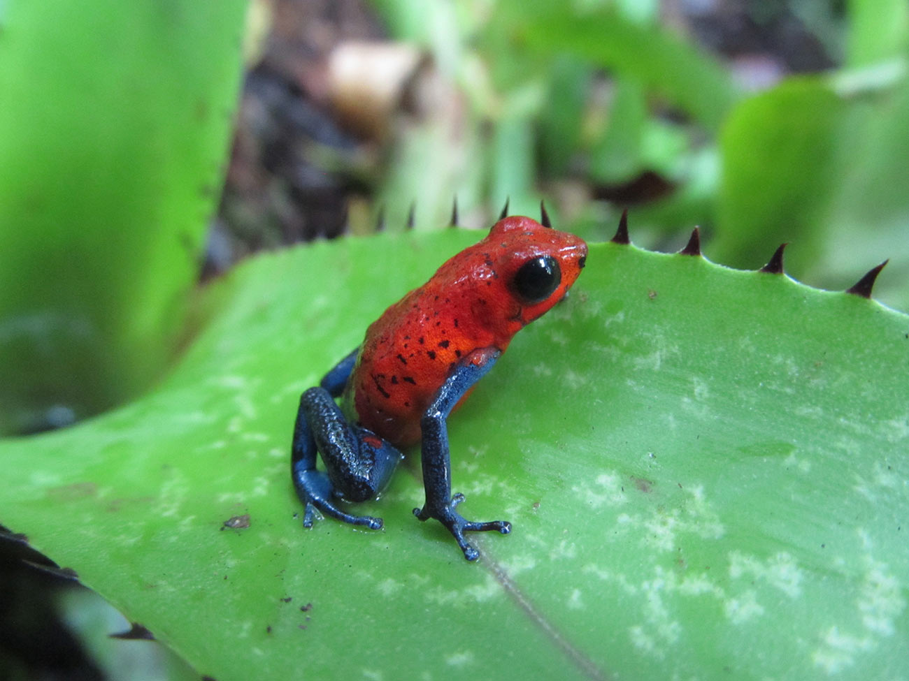 frog on leaf