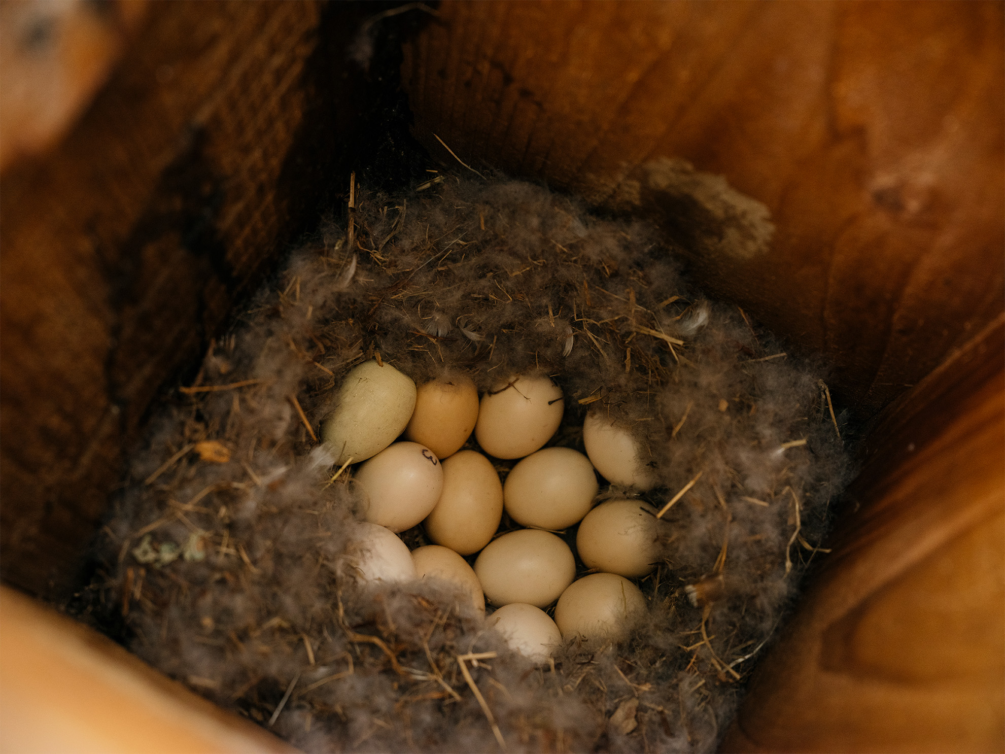 A look inside a wood duck nest box from above shows a fluffy nest, made of gray duck feathers and small twigs, containing more than a dozen small beige wood duck eggs.