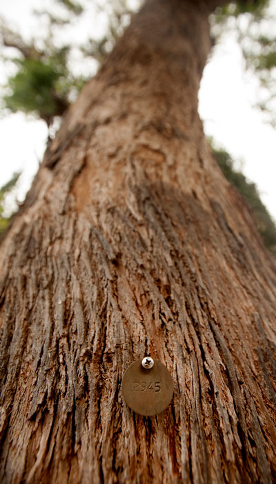 Metal tag on tree