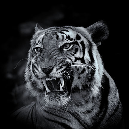 Photo of tiger