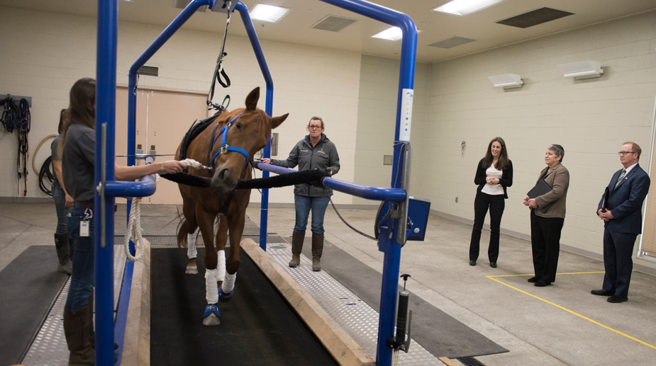 Horse on treadmill at UC Davis.