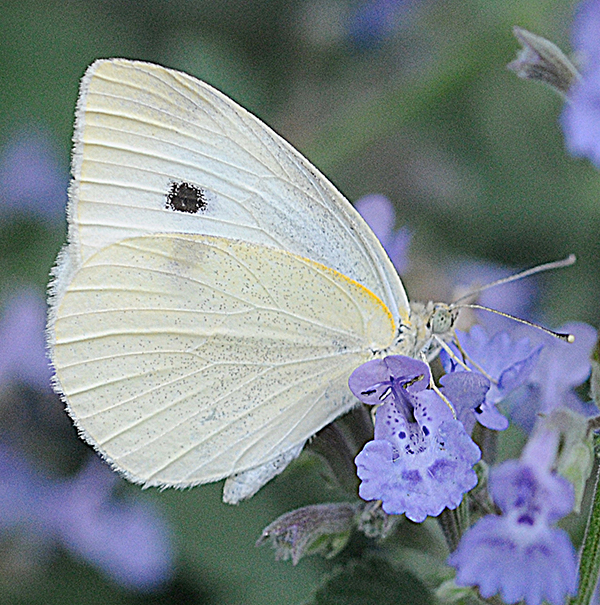 A cabbage white butterfly