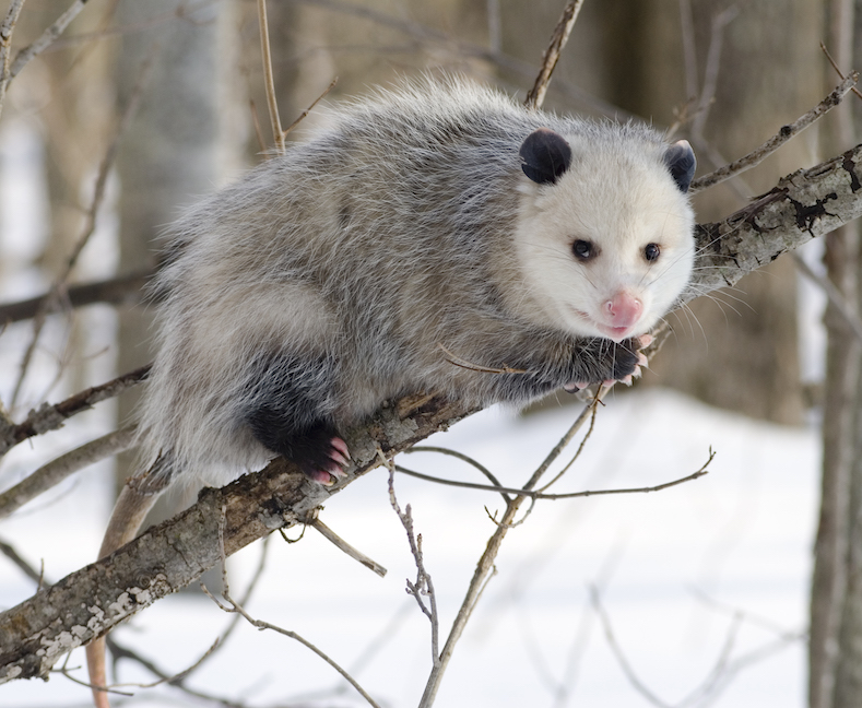 Virginia opossum