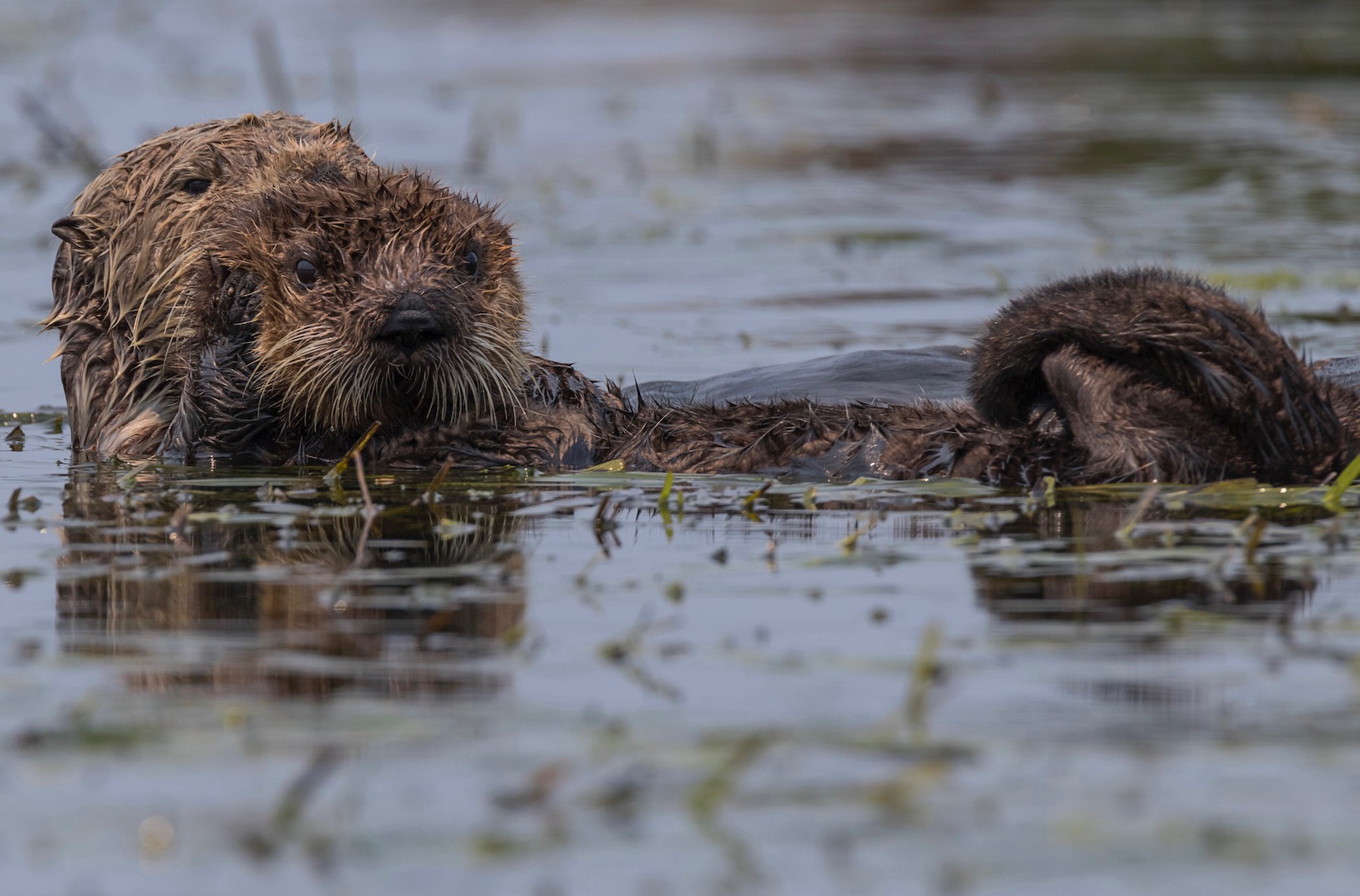 Mom and baby sea otter