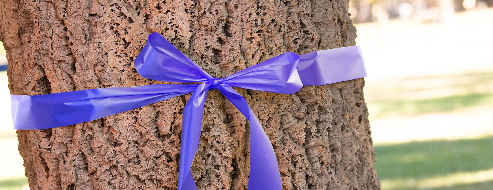 A purple ribbon wrapped around the trunk of a corkoak tree.