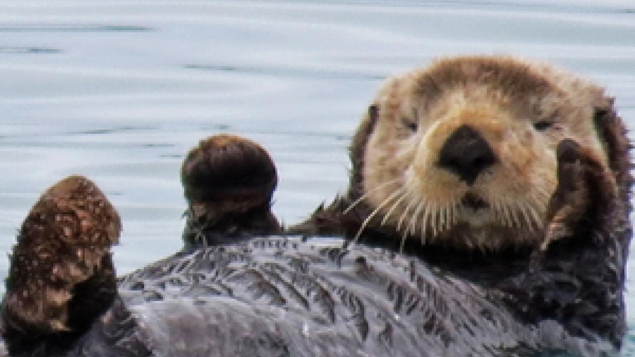 Why Sea Otters Aren’t Safe From Land-based Disease | UC Davis