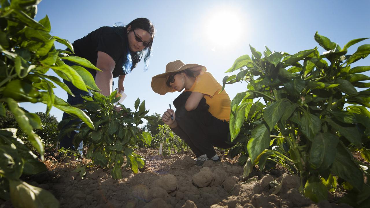 Students in field with bell peppers