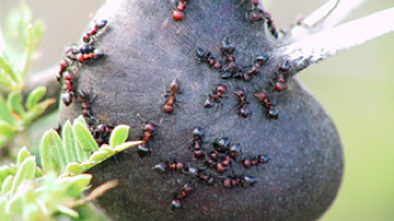 Ants in acacia trees keep hungry elephants away.
