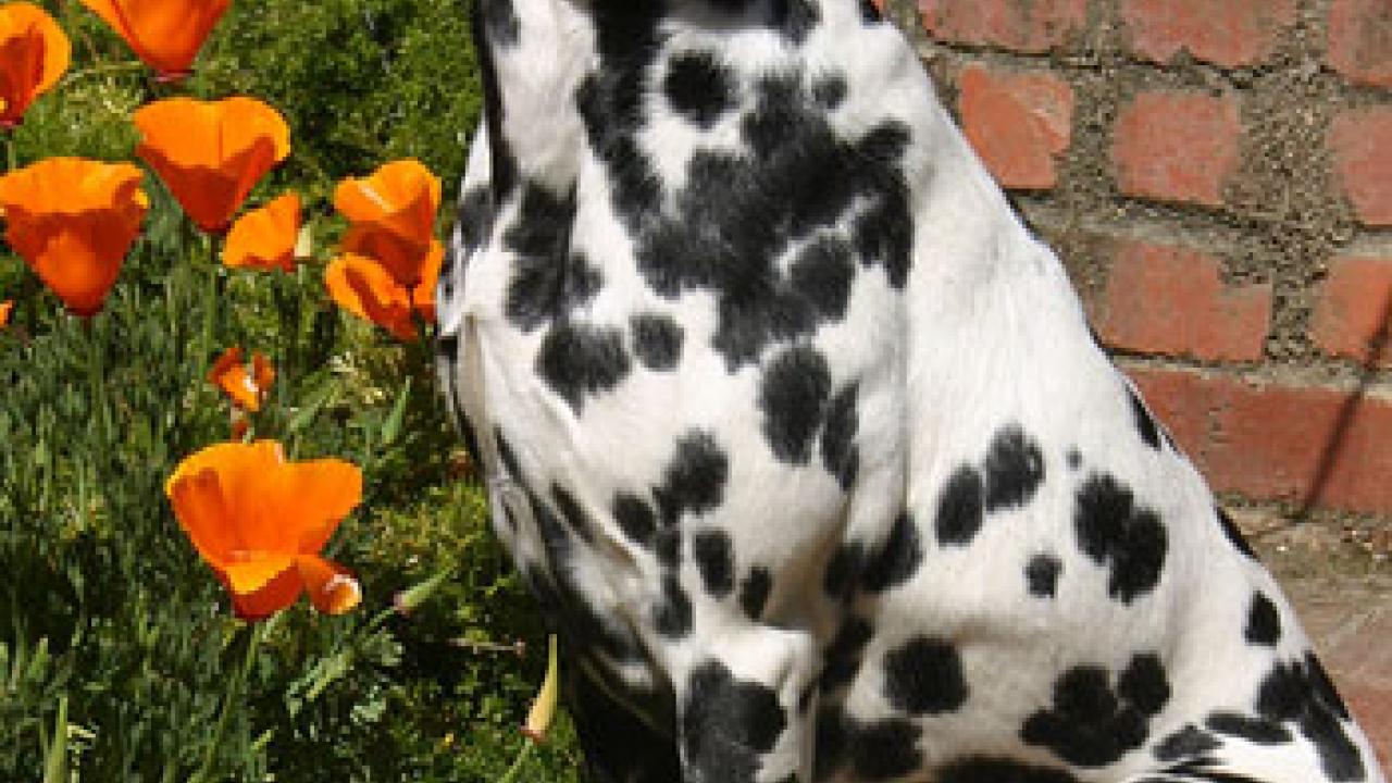 Photo: Dalmatian sitting