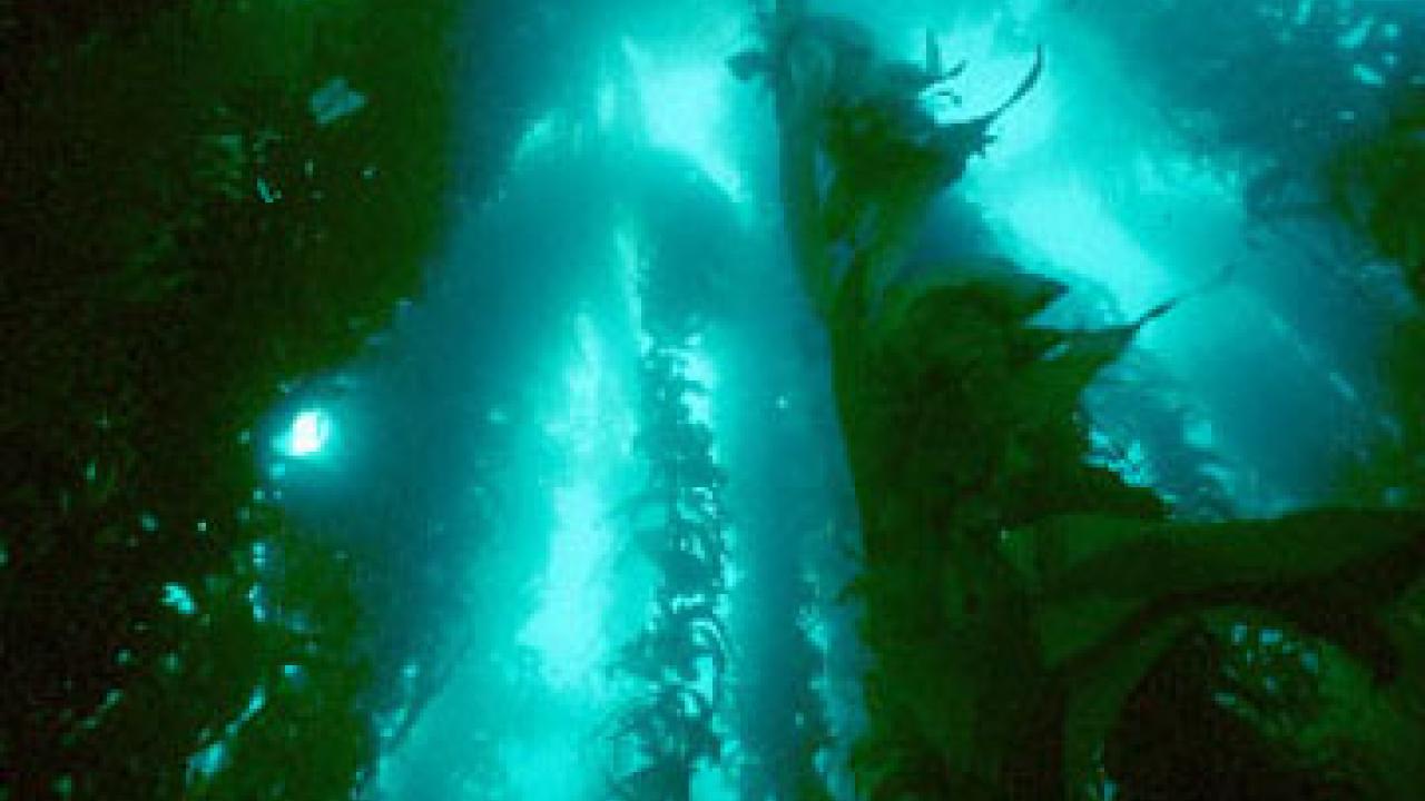 Kelp