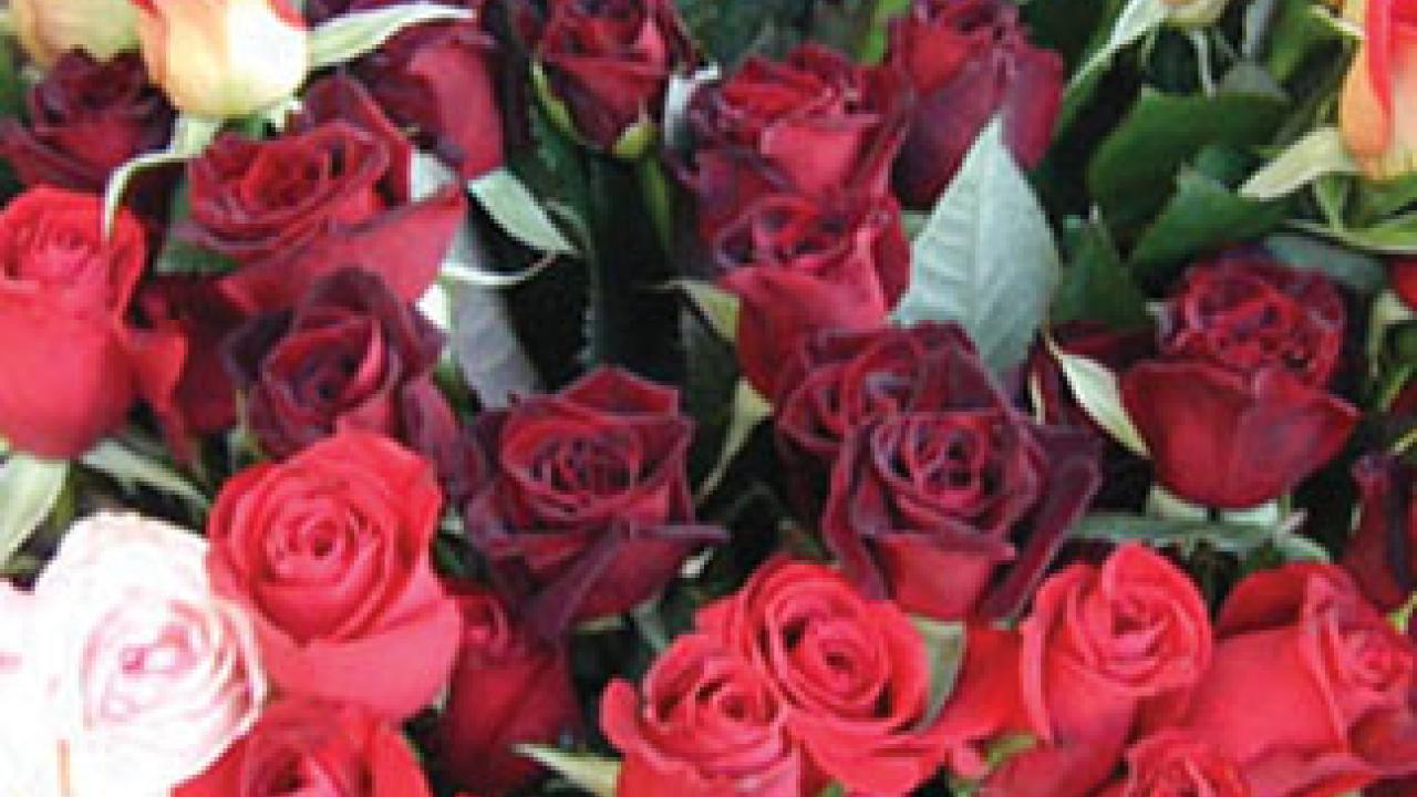 Cut roses