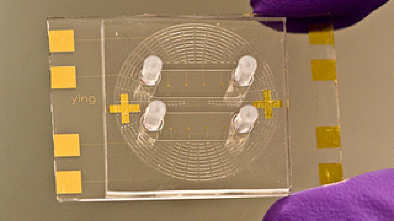 Gloved fingers holding microfluidic chip