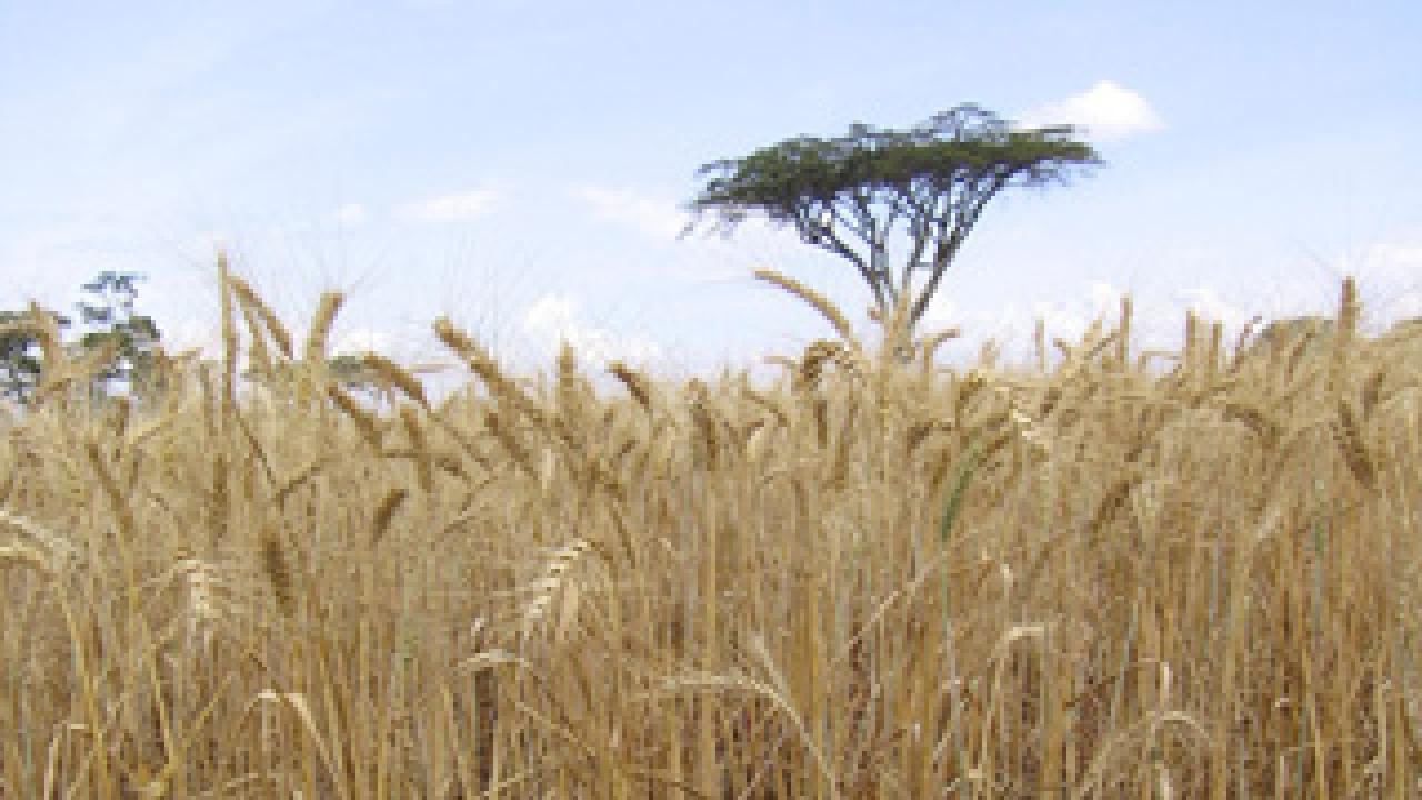 Photo of wheat field in Africa damaged by stem rust