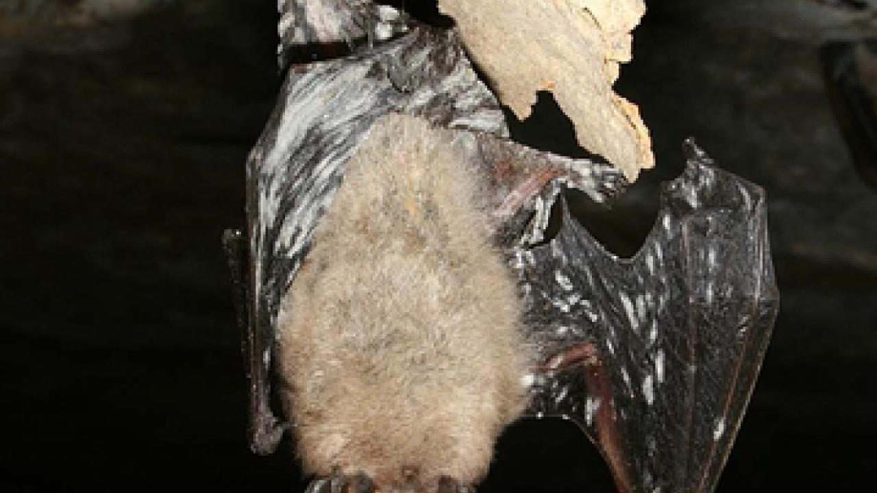 Photo: bat