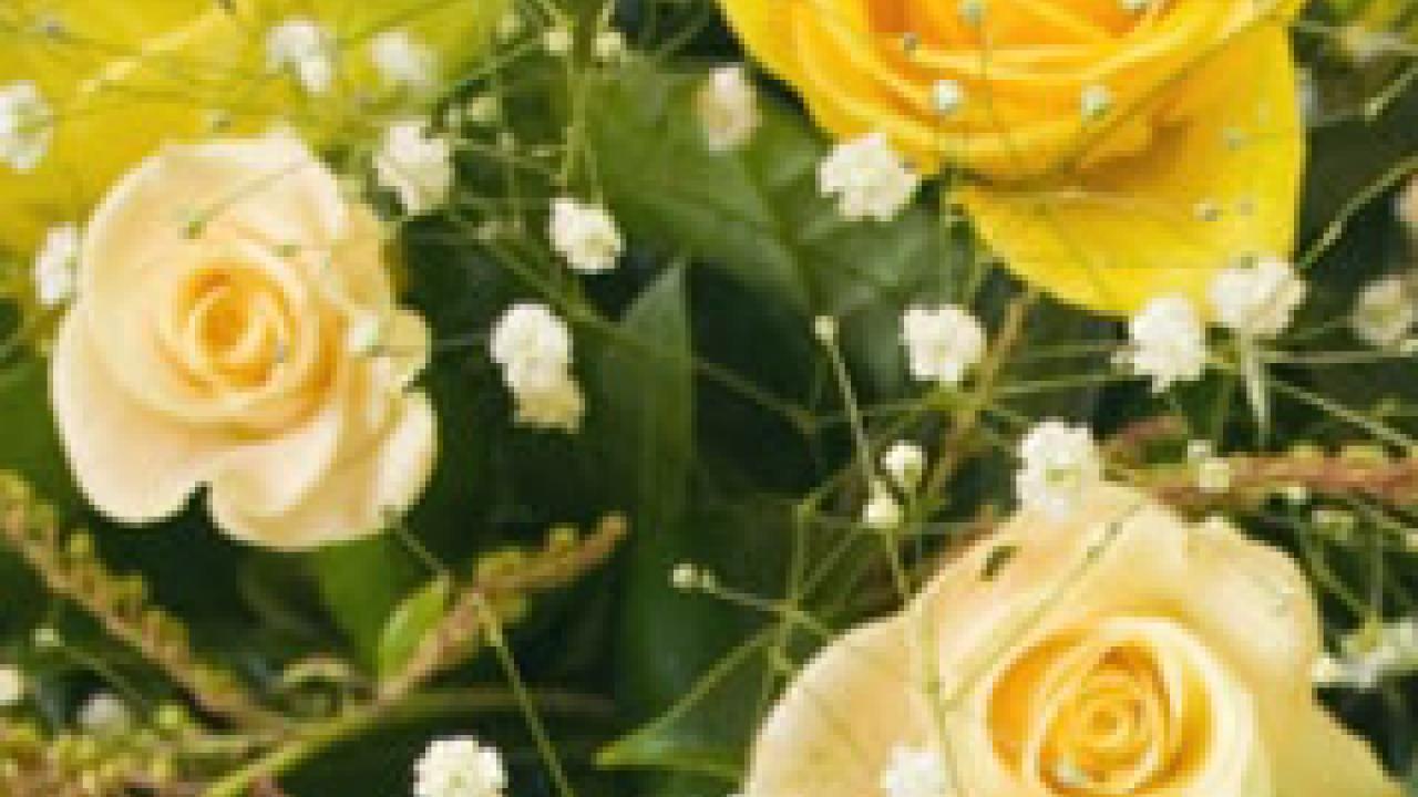 Photo: roses