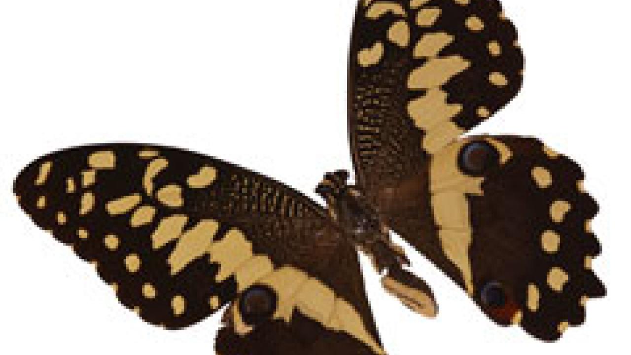 photo: butterfly