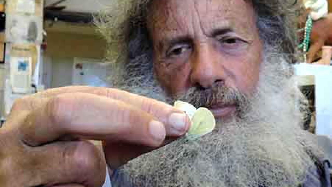 Professor Art Shapiro with the cabbage white butterfly (Pieris rapae) he caught in January 2015.