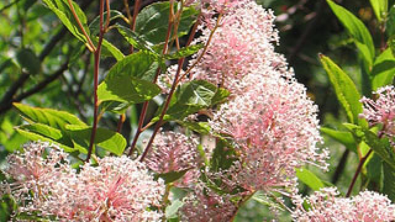Photo: fluffy stalks of pink flowers against a background of green leaves