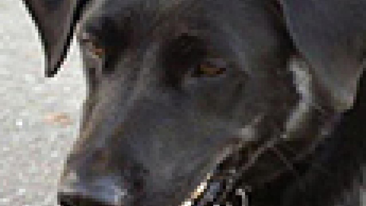 Photo: Charlie K-9 mugshot